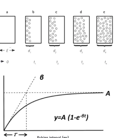 Fig. 5 and 6 are examples of collateral flow in a canine model of 