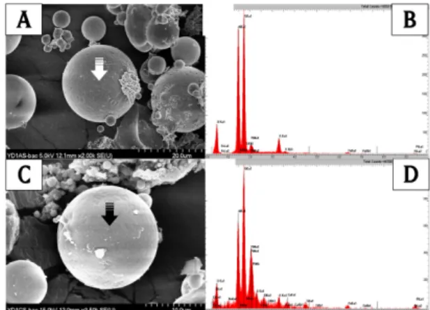 Fig. 4. SEM-EDX analysis of YD fly ash slurry during the time course experiments for 60 days: autoclaved (A, B),  glu-cose innoculated (C, D).