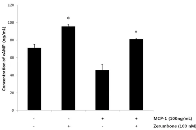 Figure  4.  Decrease  of  phosphrylation  of  Erk  induced  by  MCP-1  after  treatment  of  zerumbone