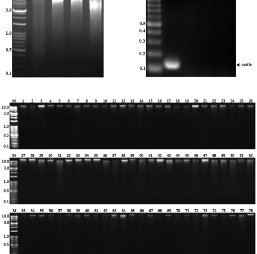 Figure  2.  Total  DNAs  which  were  ex- ex-tracted from processed  meat products. 