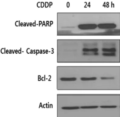 Figure  5. Effects of Cisplatin on phosphorylation of AKT and MAPK  in  SKOV3  cells.  SKOV3  cells  were  treated  with  10  M  cisplatin  for  the indicated times, after which cells were lysed and Akt, ERK, p38  and  JNK  activation  determined  by  wes