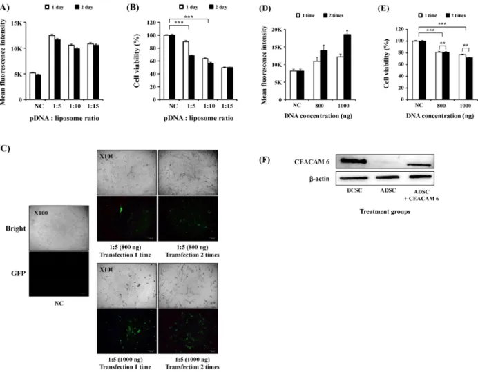 Figure  2.  Decision  of  optimal  condition  for  transfection  of  CEACAM  6  expressing  vector  into  ADSC