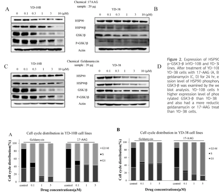 Figure  2.  Expression  of  HSP90  and  p-GSK3-  inYD-10B  and  YD-38  cell  lines.  After  treatment  of  YD-10B  and  YD-38  cells  with  17-AAG  (A,  B)  and  geldanamycin  (C,  D)  for  24  hr,   expre-ssion  level  of  HSP90  phosphorylated  GSK3- w