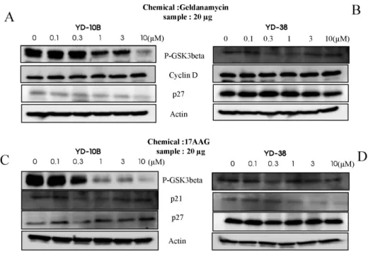 Figure  4.  Expression  levels  of  GSK-3