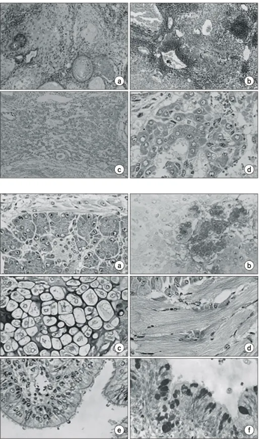 Fig.  2.  Various  types  of  cells  found  in  an  ES  teratoma  formed  in  the  nude  mouse  spleen  ( × 400)