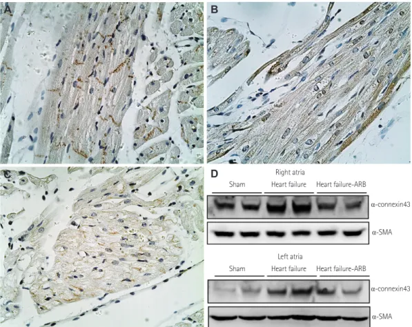 Fig. 6. Even distribution of connexin 43 protein on the intercalated disc was observed in the sham group (A: magnification: ×400)