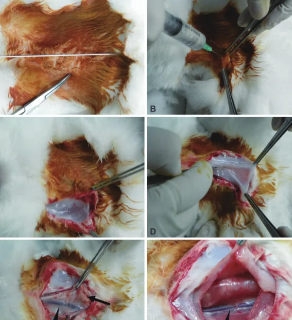 Fig. 1. Dissection of the right carotid artery for vascular access. Before the entire procedure commences, the midline of the rabbit should be marked (A)