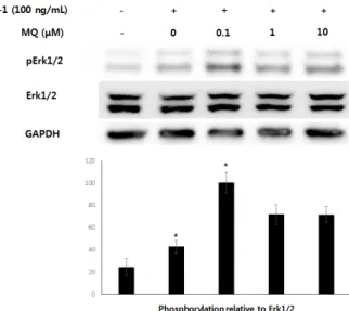 Figure  3.  Decrease  of  cAMP  expressions  after  treatment  of  MQ. 