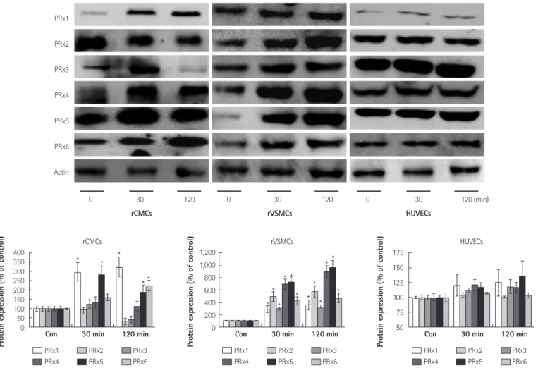 Fig. 2. Temporal expression patterns of the 6 PRx isoforms in rCMCs, rVSMCs, and HUVECs exposed to hydrogen peroxide-induced oxidative stress