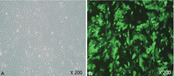 Fig. 4. FACS and the quantitation of apoptosis in rCMCs transfected with LeV-PRx1 or LeV-GFP and exposed to hydrogen peroxide