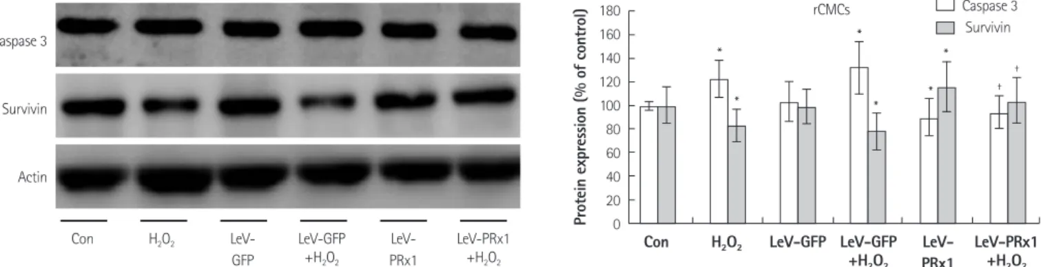 Fig. 7. Protein expression of caspase 3 and survivin in rCMCs transfected with LeV-Prx1