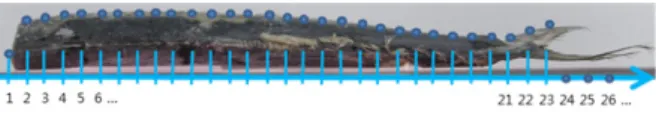 Fig.  1.  Measurement  system  for  fish  appearance