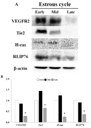 Figure  2.  The  protein  expression  of  VEGFR2,  Tie  2,  H-ras,  RLIP76  in  corpus  luteum  tissues  during the  estrous  cycle