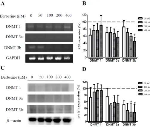 Figure  5.  RT-PCR  and  Western  blot  analysis  of  DNMT1,  DNMT3a  and  DNMT3b.  (A,  B)  Hep3B  cells  were  cultured  for  24  h  with  berberine  (50,  100,  200,  and  400  M)  and  RT-PCR  analysis  was  performed  for  DNMT1,  DNMT3a  and  DNMT3b