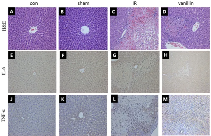Figure  2.  Effect  of  vanillin  on  histopathological  changes  in  ischemia-reperfusion  induced  rat  liver