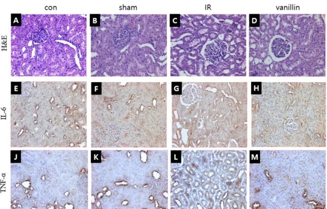 Figure  3.  Effect  of  vanillin  on  histopathological  changes  in  ischemia-reperfusion  induced  rat  kidney