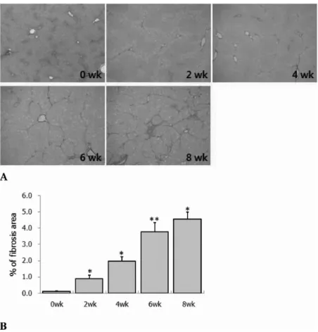 Fig 1.  Changes of Collagen accumulation of liver sections at 0, 2, 4, 6 and 8 week after CCl 4  treatment