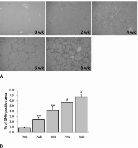 Fig 2.  Immunohistochemistry for α smooth muscle actin(α-SMA) to detect activated hepatic stellate cells in liver sections at 0, 2,  4, 6 and 8 wk after CCl 4  treatment
