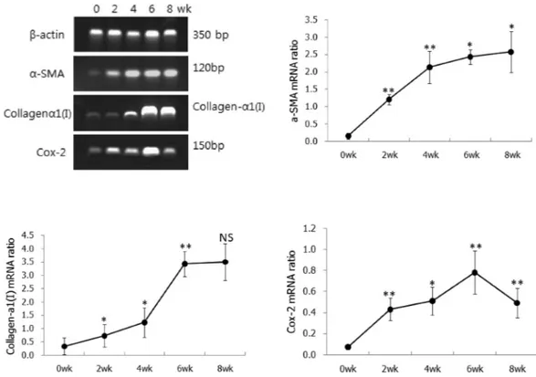 Fig 4.  Comparison of α-SMA, collagen-α1(I) and COX-2 mRNA expression ratio by RT-PCR analysis in CCl 4 -treated liver tissues  during a period of experiment