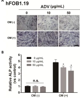 Figure  3.  TGF-  expression  of  hFOB1.19  and  HUVECs  by  ADV  treatment.  hFOB1.19  cells  (A)  and  HUVECs  (B)  were  treated  with  ADV  at  a  concentration  of  0,  10,  and  50  g/mL