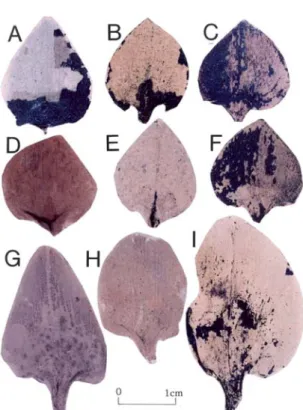Fig. 2. A-F, H. Pseudolarix sp. A. G. Pseudolarix japon- japon-ica. I. Pseudolarix sp