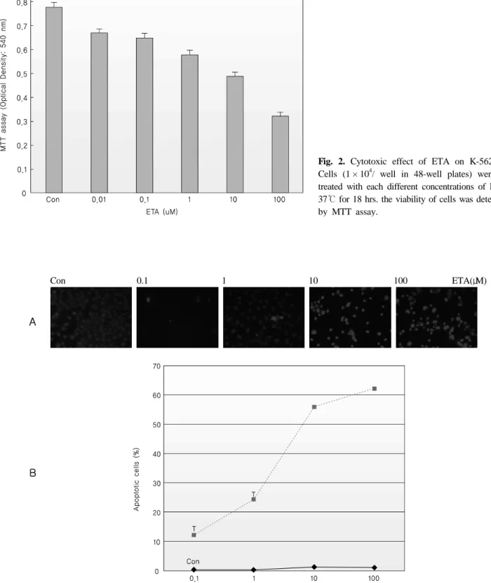 Fig. 3. Morphological change by ETA in K-562 cells. For DAPI staining assay, 1 × 10 6  cells were plated in 2 mL growth medium in the  presence or absence of various concentrations (1~100 μ M) of ETA in 6-well plates and cultured at 37℃ in 5% CO 2 .