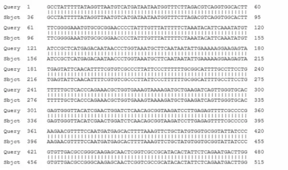 Fig. 3. Sequencing and DNA BLAST results of PCR amplified SHV gene(A1 strain). from K