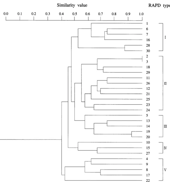 Fig.  2.  Dendrogram  of  30  H.  pylori  isolates  by  similarity  values. 