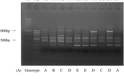 Fig. 1. Gel picture of genotypic analysis using S1 primer.