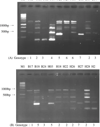 Table 3. Genotyping of multi-drug resistant S. aureus by AP-PCR using S1, S2, and E2 primers