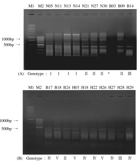 Fig. 3. Gel picture of genotypic analysis using E2 primer.