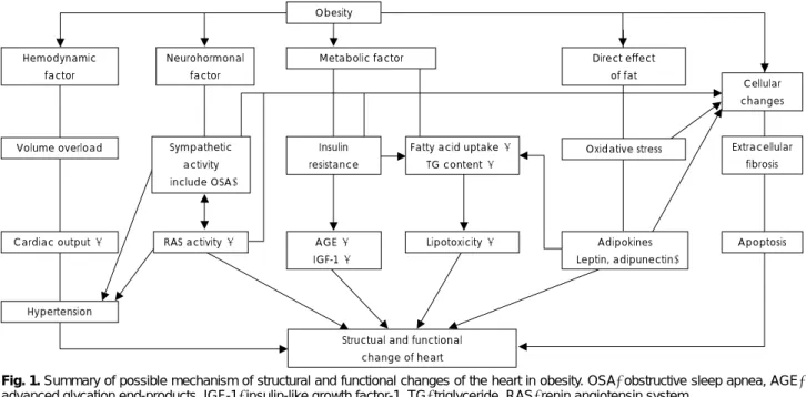 Fig. 1. Summary of possible mechanism of structural and functional changes of the heart in obesity