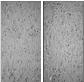 Fig. 10 Number of PCNA expression in groups with fasting and feeding after