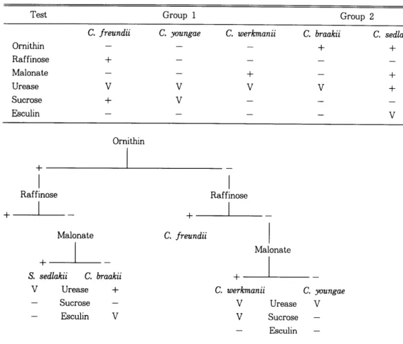 Table  3.  Differentiation  of  C.  freundii  complex  members  group  according  to  ornithin  dihydration  posi  tive  and  negative  results 
