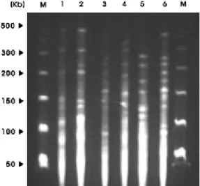 Fig. 4. Representative PFGE patterns of 6 strains in the metallo- metallo-β-lactamase - producing A