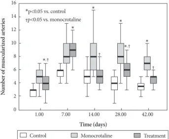 Fig. 3. Bosentan reduced the MCT-induced increase in the number  of muscularized peripheral pulmonary arteries on days 1, 14, 28, and  42 (p<0.05 in each group)