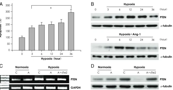 Fig. 1. Ang1 reduced the expression of PTEN that was upregulated in HUVEC under hypoxic conditions