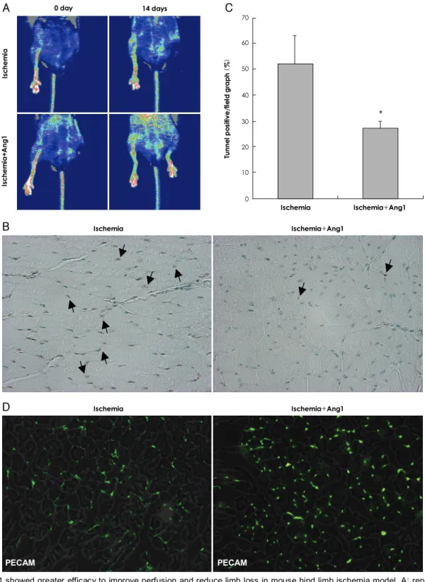 Fig. 6. Ang1 showed greater efficacy to improve perfusion and reduce limb loss in mouse hind limb ischemia model