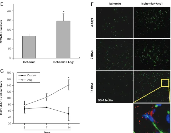 Fig. 6. Continued. E: capillaries positive for PECAM-1 staining were significantly increased in Ang1 injection group (*p=0.016)
