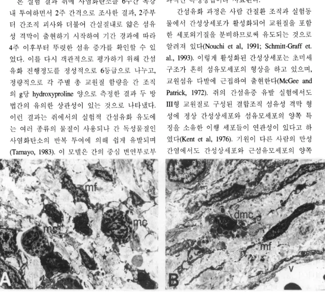 Fig.  9.  Electron  micrographs  of  mast  cells  and  myofibroblasts  in  fibrous  septa  of  CC1 4 -treated  rat  liver.(A)  Mast  cells(MC)  contained  many  dense  granules  surrounded  by  unit  membrane  in  its  cytoplasm  and  myofibroblasts(m t)  