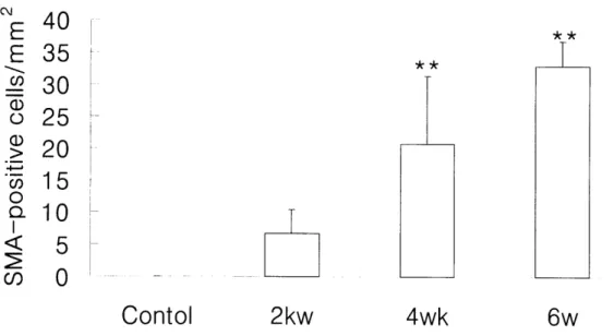 Fig.  5.  αl8llge  of  a-SMA  positive  cell  number  per  mm2  in  conπ01  and  CC4-treated  rats  during  experimental  period
