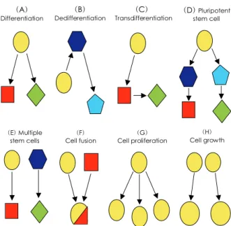 Table 2. Terminology frequently used in stem cell biology (A) Differentiation: a process by which a less specialized cell 