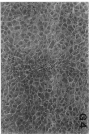 Fig.  1.  Effect  of  Deer  ant1er  extract  on  1iver  of  TCDD-exposed  in  male  rats