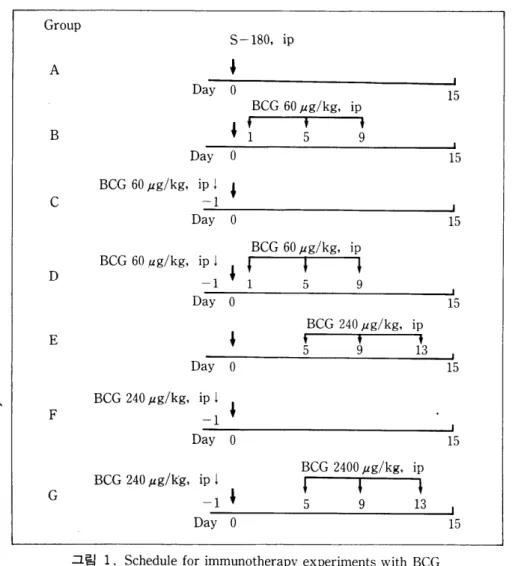 그림  1.  Schedule  for  immunotherapy  experiments with  BCG  Animal  : Six-weeks-old inbred  JCL- ICR  female  mice