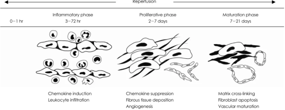 Fig. 1. The phases of healing in murine myocardial infarction.