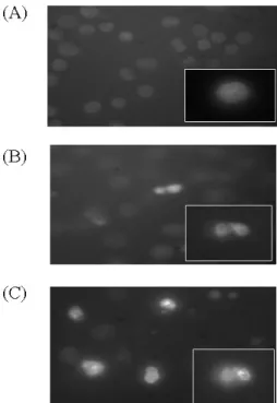 Table 1. Time-dependent alteration in cell cycle induced by  As 2 O 3     