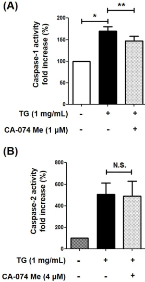 Figure  5.  Cathepsin  B  is  an  upstream  molecule  of  caspase-1  in  TG-triggered macrophage cell death, but not caspase-2