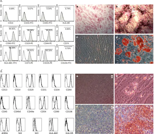 Fig. 1. Mesenchymal stem cells (MSCs) characterization. FACS analysis and a differentiation study were performed on the umbilical cord blood (UCB)-MSCs (A) and the bone marrow (BM)-MSCs (B), and both groups of MSCs expressed the typical MSC markers