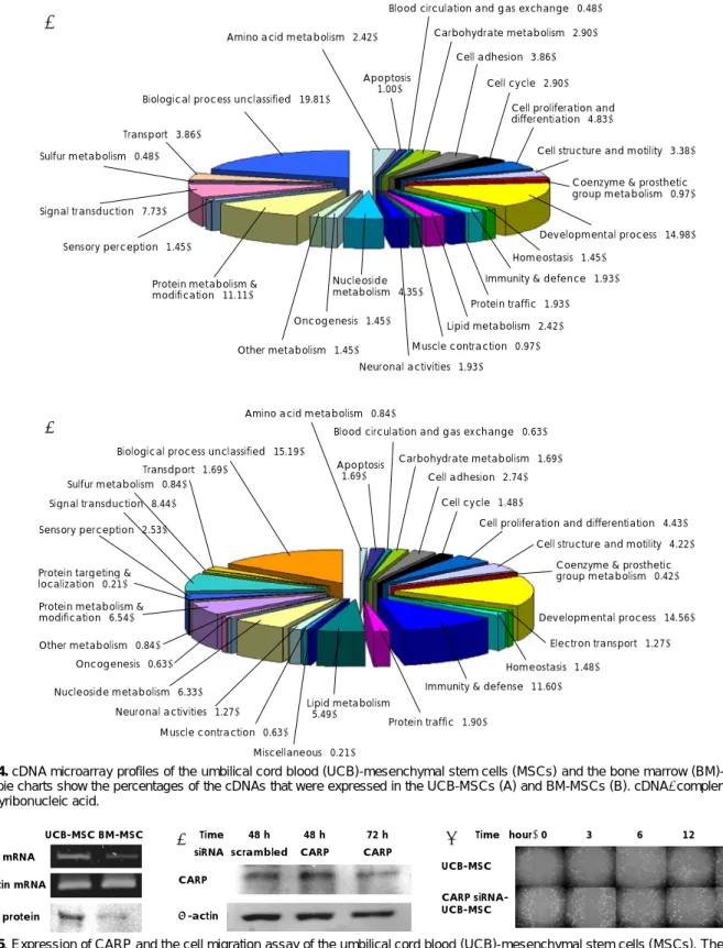 Fig. 5. Expression of CARP and the cell migration assay of the umbilical cord blood (UCB)-mesenchymal stem cells (MSCs)