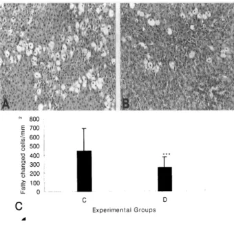 Fig.  2A- C.  Fatty  c뼈nges  of  hepatocytes  in  CC14-treated  r없 